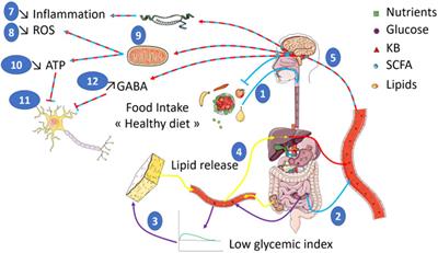 Nutritional Impact on Metabolic Homeostasis and Brain Health